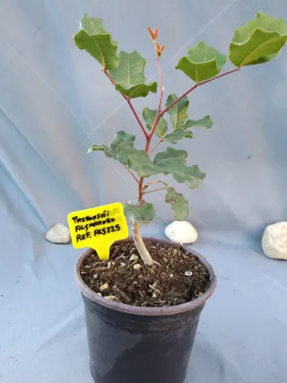 Prebonsái Algarrobo