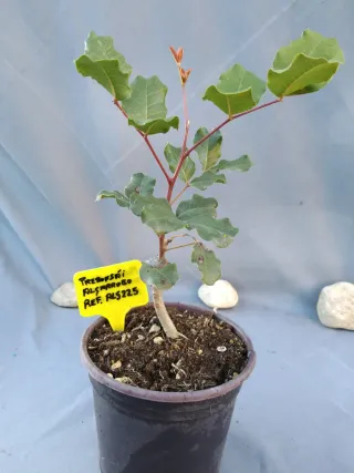 Prebonsái Algarrobo