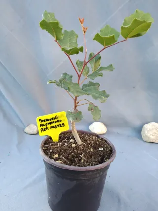 Prebonsái Algarrobo