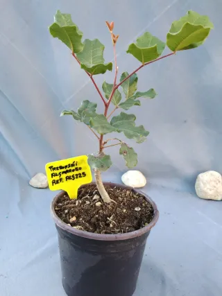 Prebonsái Algarrobo