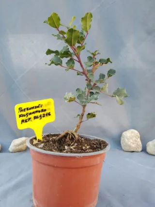 Prebonsai de Algarrobo