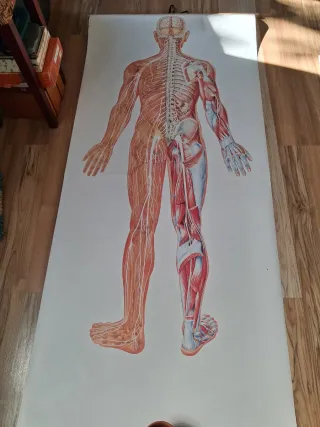 Lámina médica cuerpo humano sistema nervioso