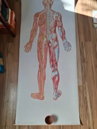 Lámina médica cuerpo humano sistema nervioso