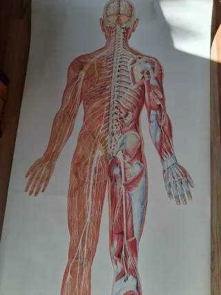 Lámina médica cuerpo humano sistema nervioso