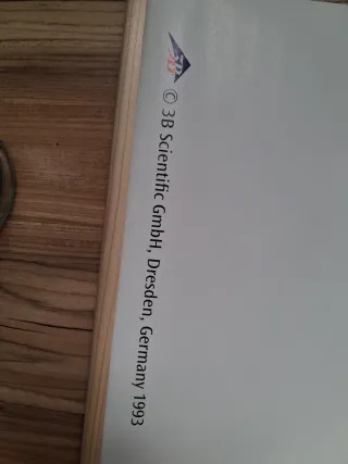 Lámina médica cuerpo humano sistema nervioso