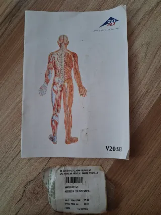 Lámina médica cuerpo humano sistema nervioso