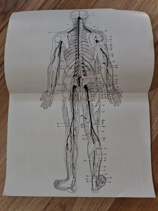 Lámina médica cuerpo humano sistema nervioso