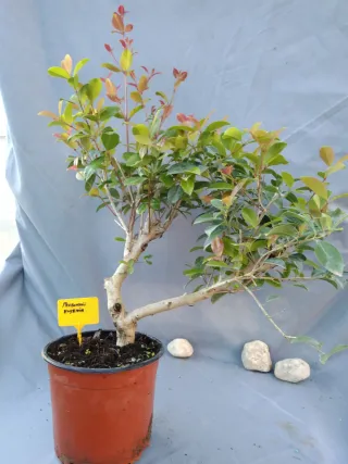 PREBONSÁI EUGENIA MYRTIFOLIA