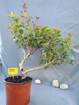 PREBONSÁI EUGENIA MYRTIFOLIA