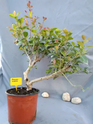 PREBONSÁI EUGENIA MYRTIFOLIA