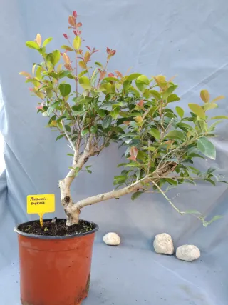 PREBONSÁI EUGENIA MYRTIFOLIA