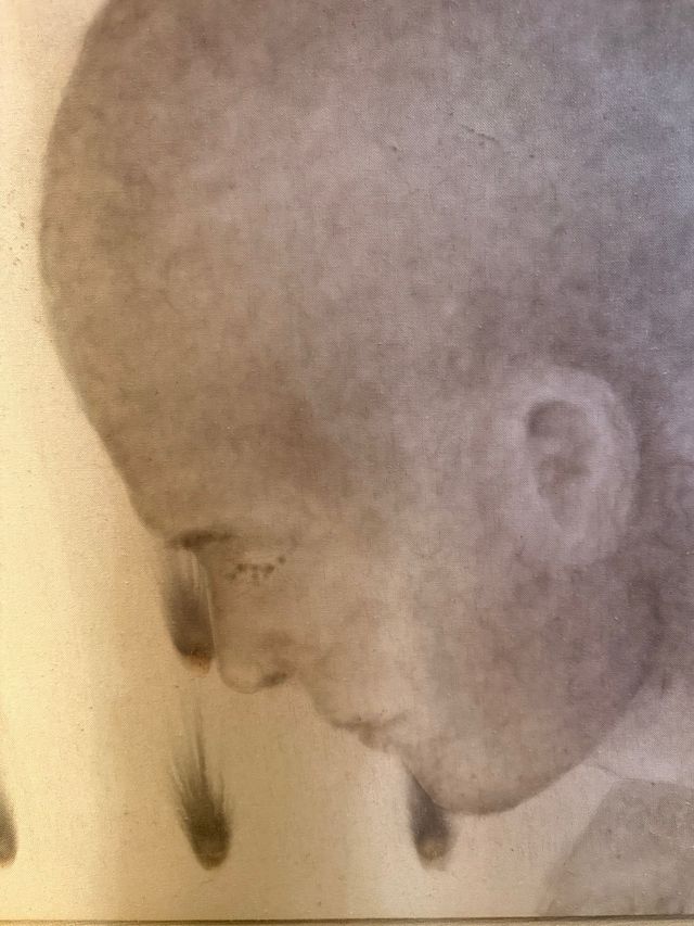 Cuadro Sacha Troeger. Ideal regalo Navidad. Arte