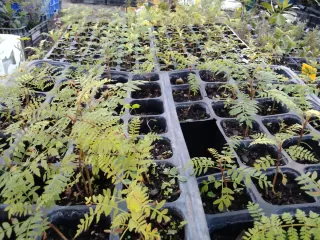 PLÁNTULAS DE JACARANDA