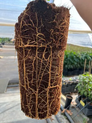 Plantas y árboles subtropicales