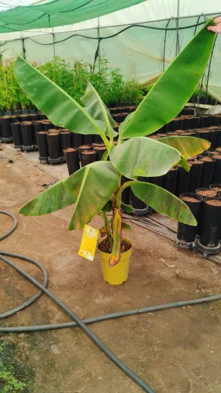 Plantas y árboles subtropicales