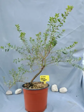 MIRTO. MYRTUS COMMUNIS