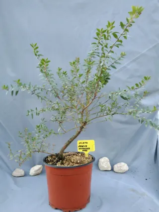 MIRTO. MYRTUS COMMUNIS