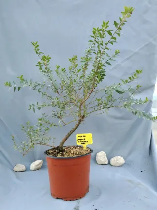 MIRTO. MYRTUS COMMUNIS