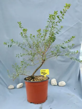 MIRTO. MYRTUS COMMUNIS