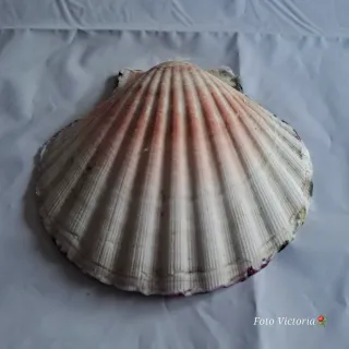 Concha decorada con decoupage floral