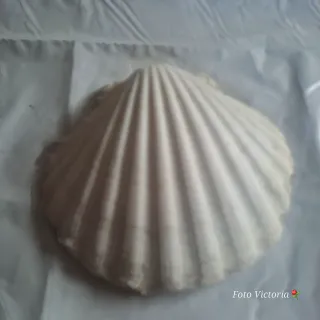 Concha decorada decoupage