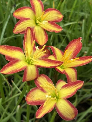 Rainlily Zephyranthes Sunshine Love