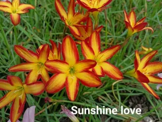 Rainlily Zephyranthes Sunshine Love