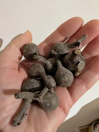 Rainlily Zephyranthes Sunshine Love