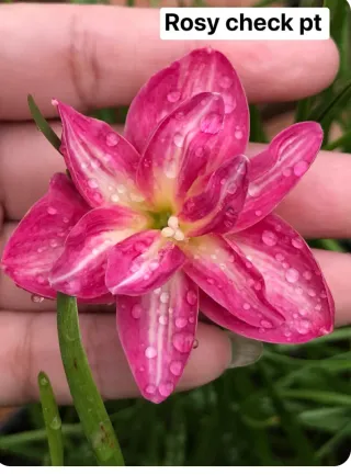 Zephyranthes Madame - 1 bulbo