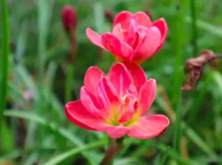 Zephyranthes Madame - 1 bulbo