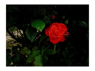 Sony Cyber-shot DSC-W40 Cámara Y2K