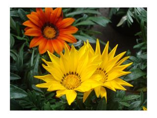 Sony Cyber-shot DSC-W210 Cámara Y2K