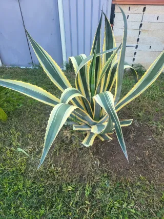 Planta Pita Americana