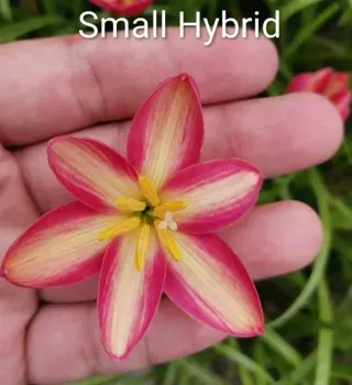 Zephyranthes Small Hybrid - 1 bulbo