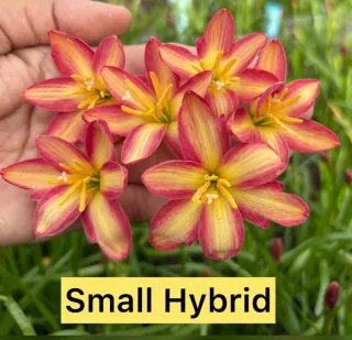 Zephyranthes Small Hybrid - 1 bulbo