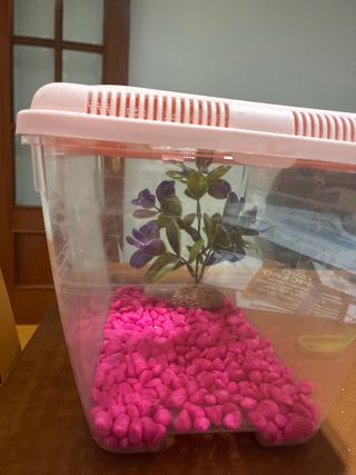 Pecera rosa con piedras y planta