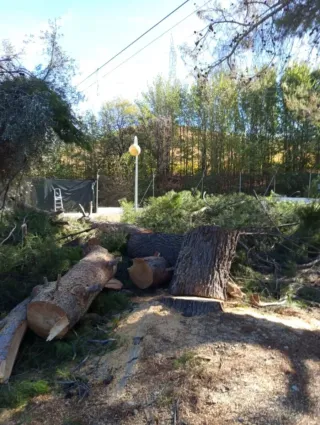 Jardinero / Tala de arboles y poda en altura