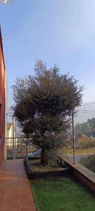 Jardinero Servicios de desbroce y poda