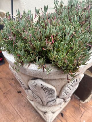 Macetas de piedra decoradas