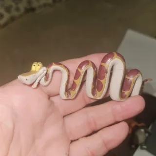 El Libro de la Selva