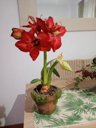 Planta Artificial Roja y Verde