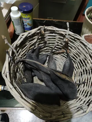 Vainas Brachychiton para acuarios de aguas negras