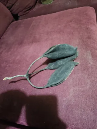 Vainas Brachychiton para acuarios de aguas negras