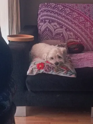 Controller PS5 Goku con joystick TMR magnetici