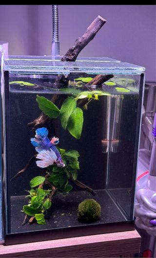 Acuario Betta Pecera