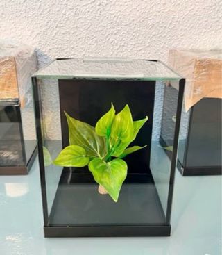 Acuario Betta Pecera