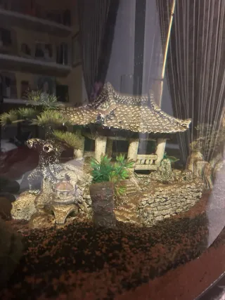 Acuario con decoración y kit regalo