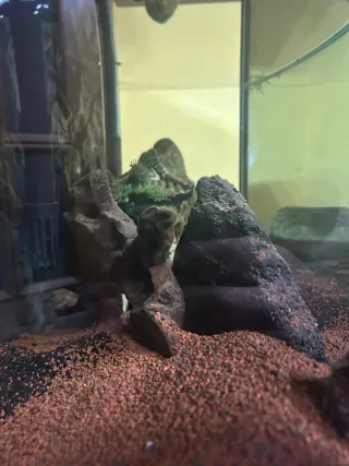 Acuario con decoración y kit regalo