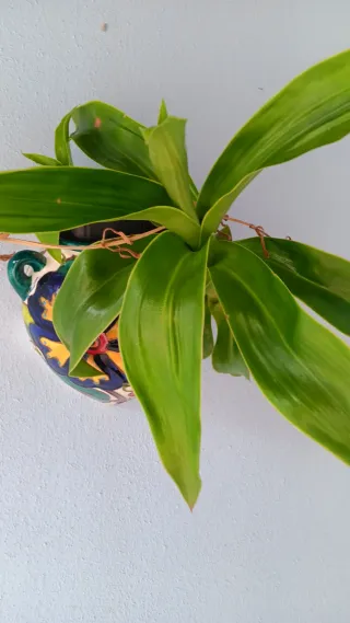 4 Callisie e 3 Piante Grasse