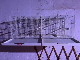 Jaula Pedros de 1 metro Blanca